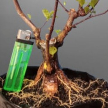 Bahan Bonsai Anting Putri Program Akar Terbaru Prospek Small Medium