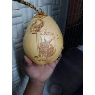 

KAMBIL GADING /KELAPA GADING.BERKULITAS adat orang Jawa acara tradisional tingkepan mitoni.cengkir gading