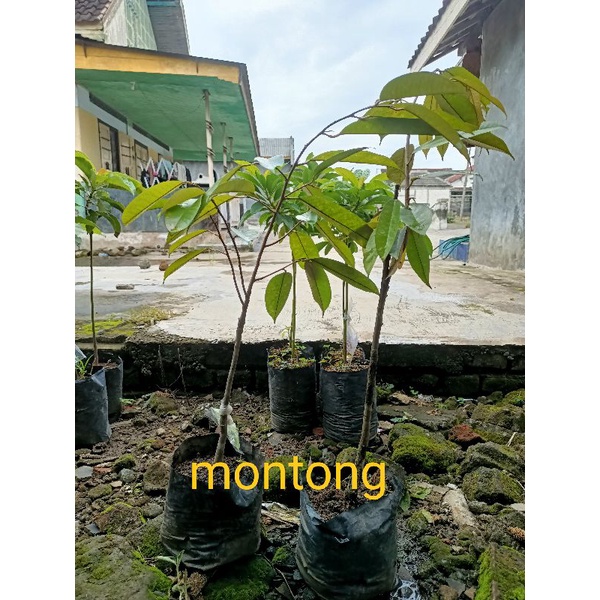 

paket bibit unggul