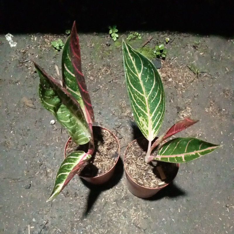 Aglonema Red Sumatra,remaja cakep ekonomis