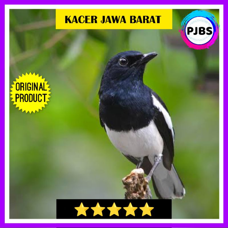 BURUNG KACER DAPUT JAWA BARAT JABAR JANTAN