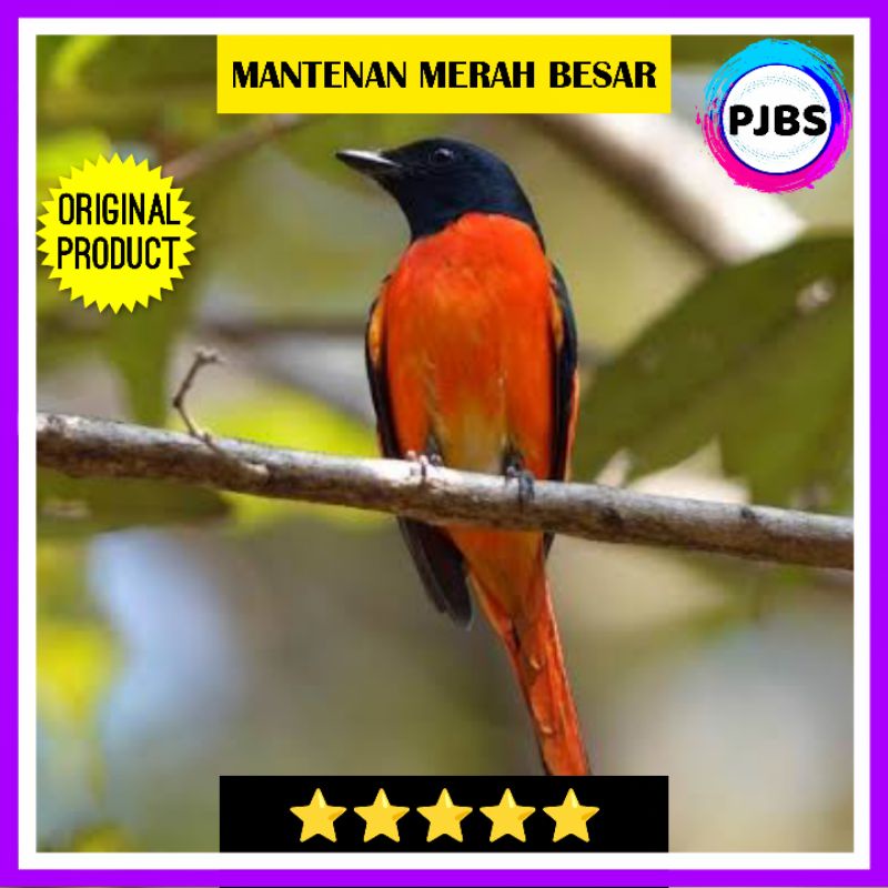 BURUNG MANTENAN JANTAN VARIAN