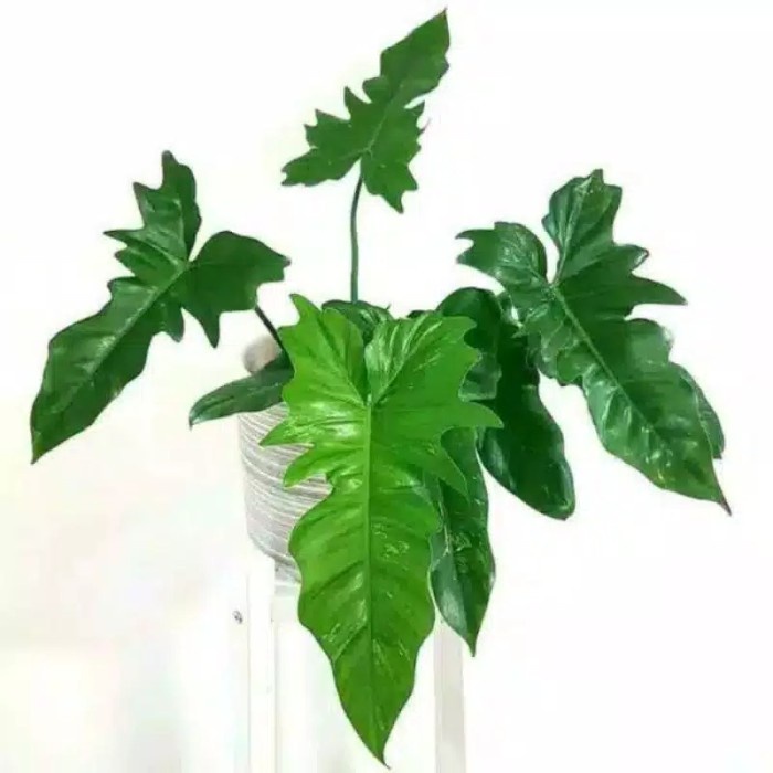 tanaman hias philodenron golden dragon - fiddle lime