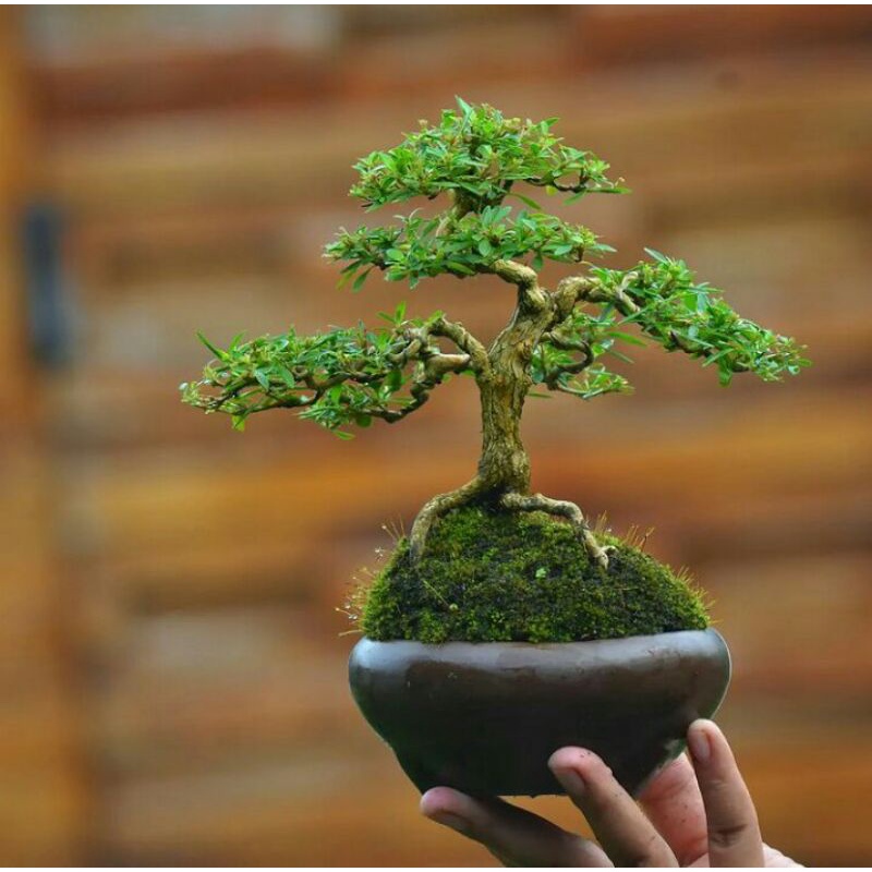 tanaman bonsai mini micro-cindrawasih sudah jadi siap tampil  - TitipBibit