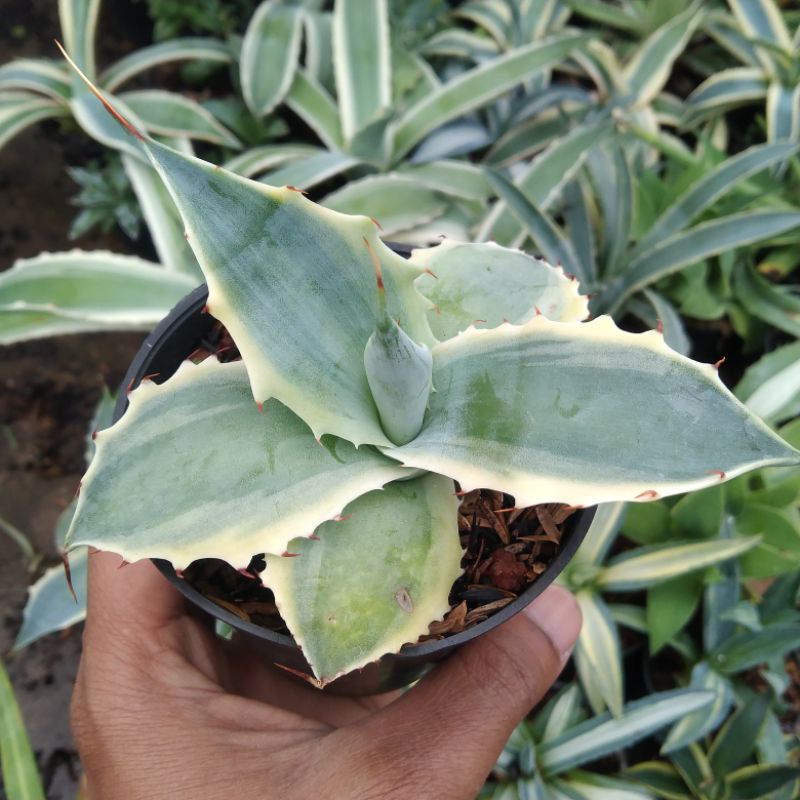 kaktus sukulen// agave fersafelti