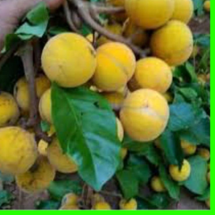 

✨Grosir✨ Buah kecapi manis 1kg fres aneka buah buahan segar serbuuu !