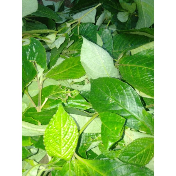 

daun kenji beling segar