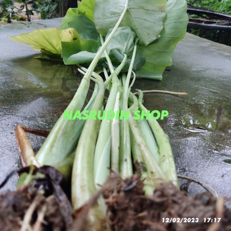 BIBIT KELADI PADANG 3 POHON Colocasia gigantea ANAKAN CABUTAN / TALAS PADANG / KEMUMU ANAKAN