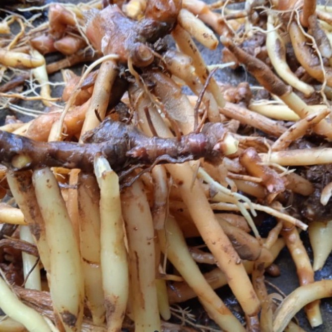 

temu kunci segar 500 gram