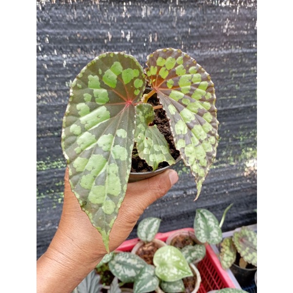 begonia sp