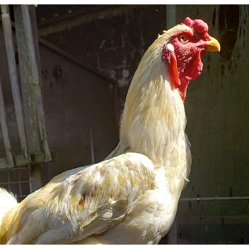 Telur Tetas Fertil Ayam KING GORILA ORI - Untuk Persilangan