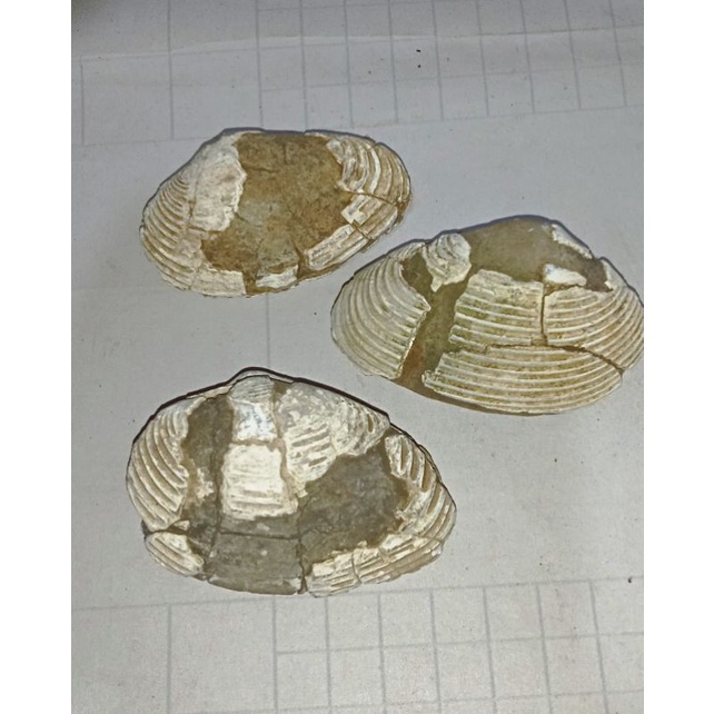 pecahan fosil kerang