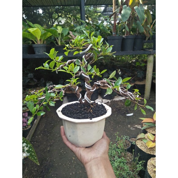 tanaman bonsai kimeng medium siap tampil - TitipBibit