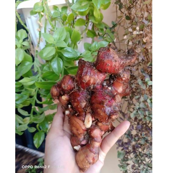 

Z96 JAHE MERAH FRESH / JAHE MERAH LOKAL / JAHE MERAH KILOAN TERBARU ↲