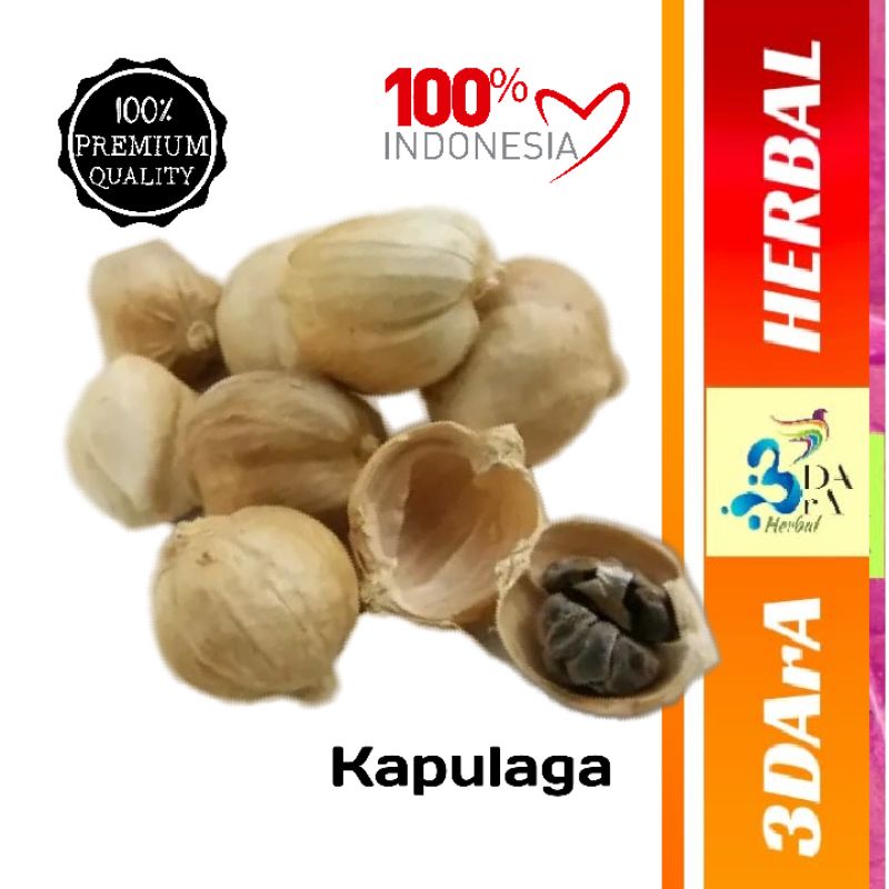 

Kapulaga Jawa 100gr - Kapulaga Lokal Premium