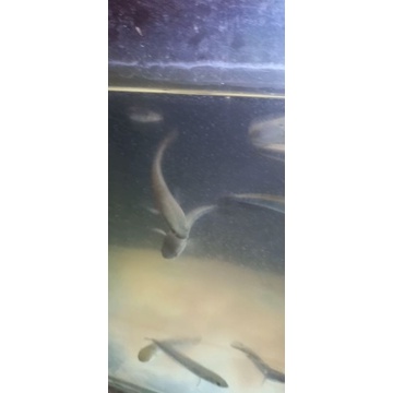 ys partai size 10-12cm(10/e)