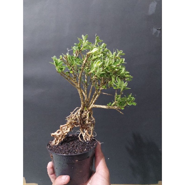 tanaman bonsai mirten avatar program akar (unik rare item siap tampil)  - TitipBibit