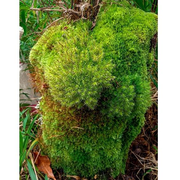 ✨11.11✨ Media Tanam Lumut Hidup / Moss Lumut Pinus & Lumut Tutup Pot