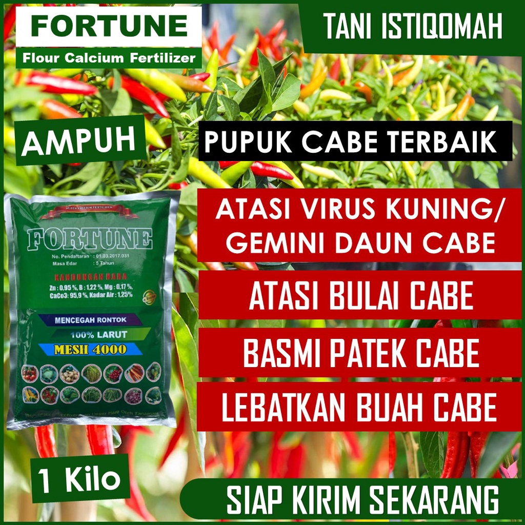 REKOMENDED PUPUK CABE TERBAIK ISI 1 KILO – PUPUK FORTUNE ANTI LAYU BUSUK DAN RONTOK CABE PALING LARI