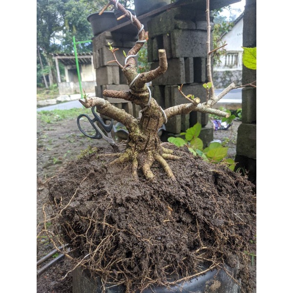 Pot Bonsai Waru Vietnam small prokar program akar Realpict