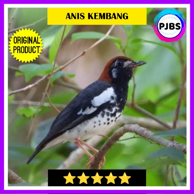 ANIS KEMBANG MH PILIHAN JANTAN