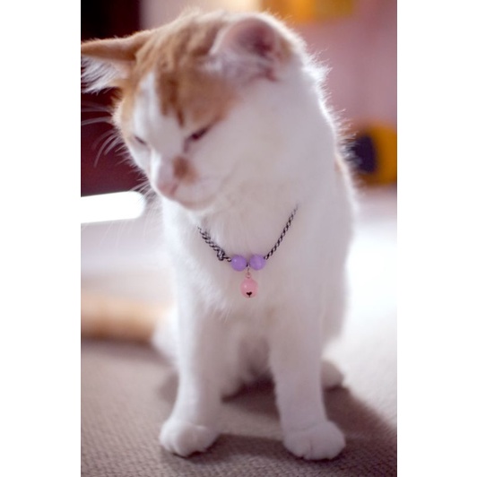 KALUNG KUCING CUSTOM NAMA TERMURAH (REQUEST NAMA KUCINGMU)