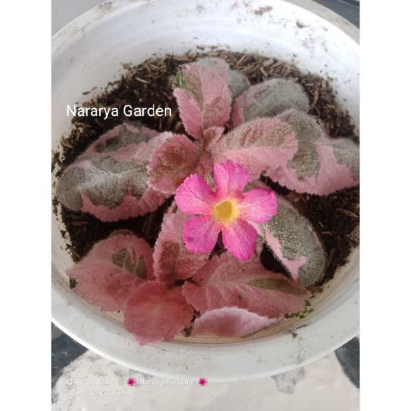 Episcia Pink Smoke