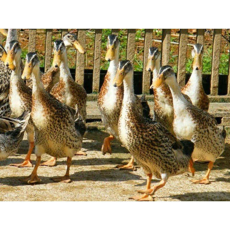 telur tetas bebek alabio