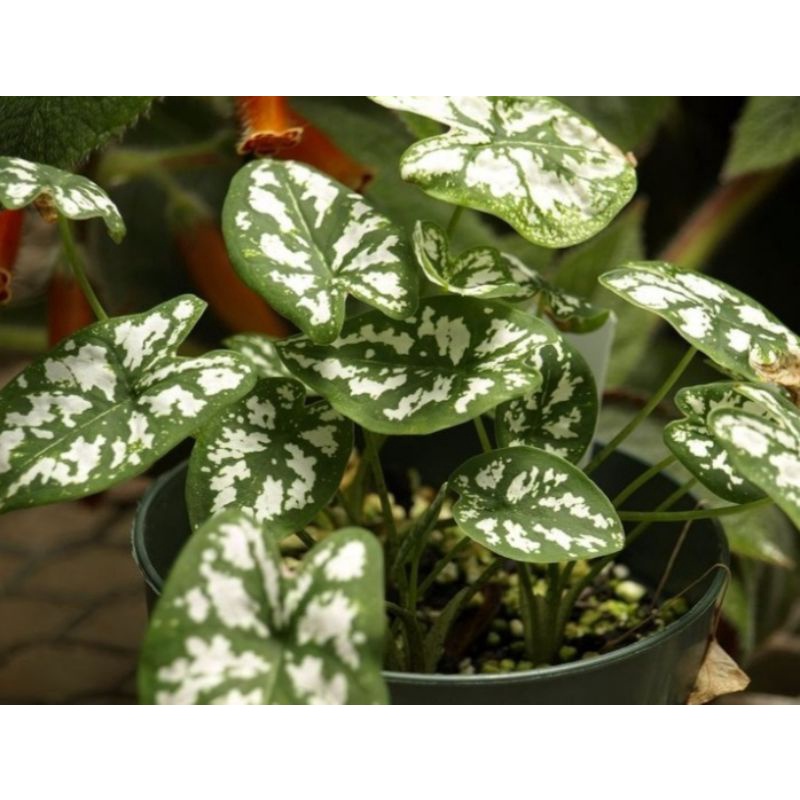 Tanaman Keladi Mini Keladi Mutiara Bibit Keladi Mini Putih