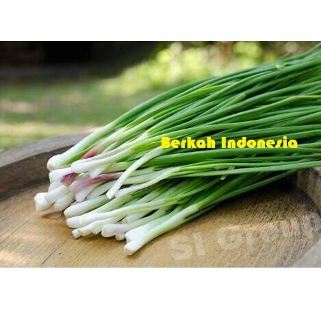 

B34 Daun Bawang Merah / Bawang Godong 1/4 (Siap Grosir) TREND ナ
