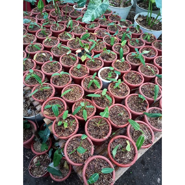 anthurium warocqueanum lidah gajah