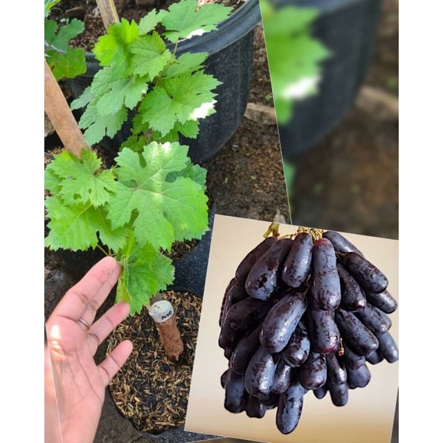 Bibit Anggur Import Moondrop Sweet Saphire Grafting - pohon anggur import