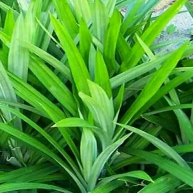 tanaman pandan wangi / tanaman pohon pandan