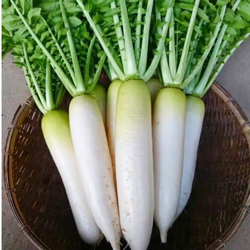 Benih Bibit Lobak Putih Chinese Radish - Bibit Sayuran