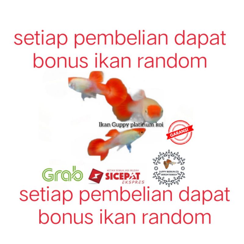 packing styrofoam ( ikan guppy platinum koi grade A )