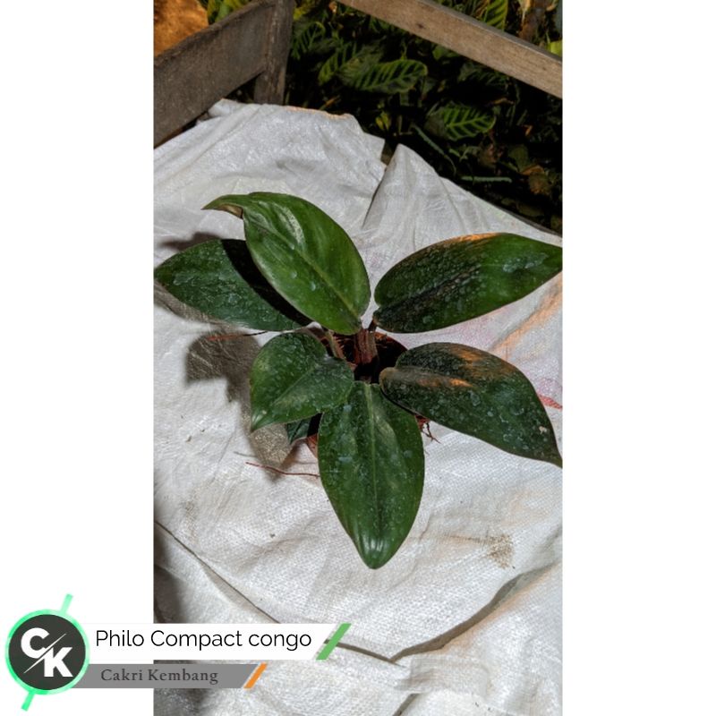 bibit pohon tanaman philodendron compact congo - bibit tanaman hias philodendron compact - TitipBibit