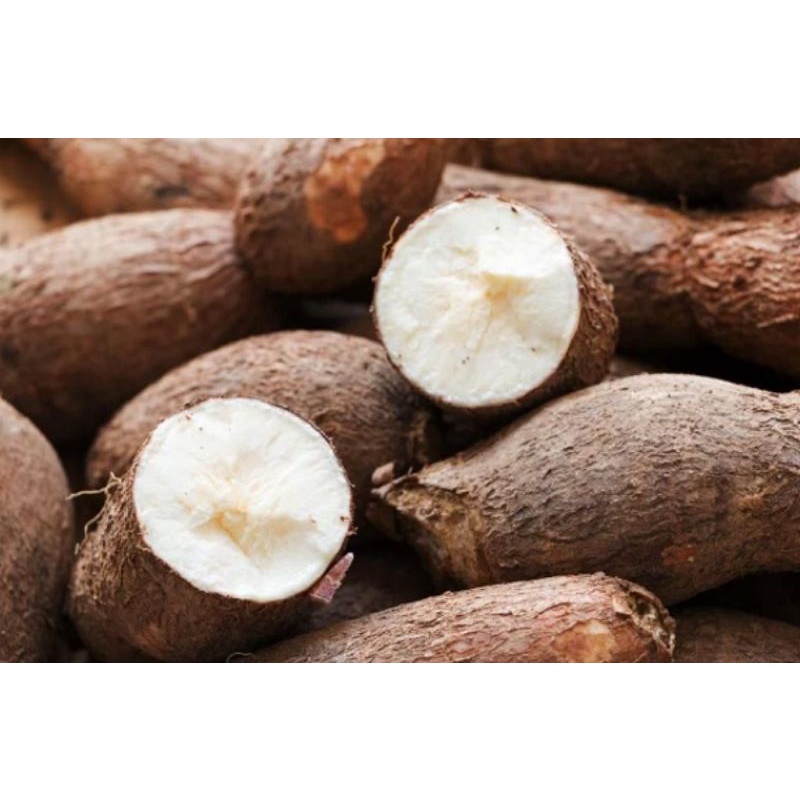 

SINGKONG/mentah segar/1kg/pulen/singkong keju
