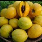 

buah alkesah sawo mentega 250 gram/seperapat kg