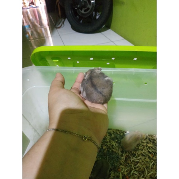 hamster winter white