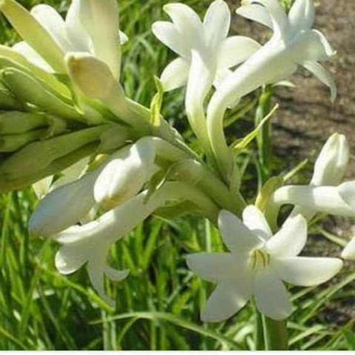 Tanaman Hias Hidup Bibit Bunga Sedap Malam / Pohon Bunga Sedap Malam