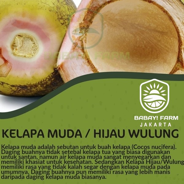 

Buah Kelapa Muda Hijau Wulung / Degan Ijo Herbal Utuh