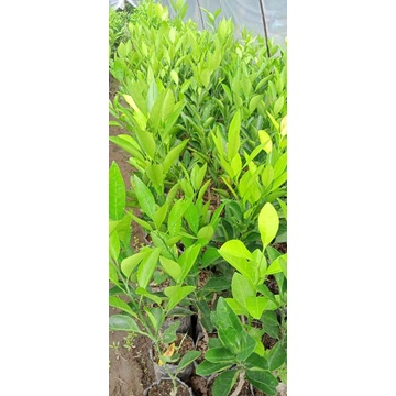 bibit jeruk Mandarin hasil okulasi
