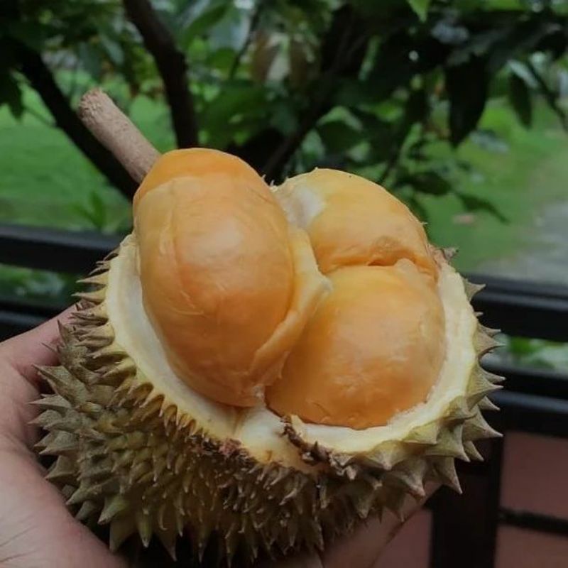 Bibit Durian Duri hitam Batang Besar Ukuran 1 Meter Siap Berbuah