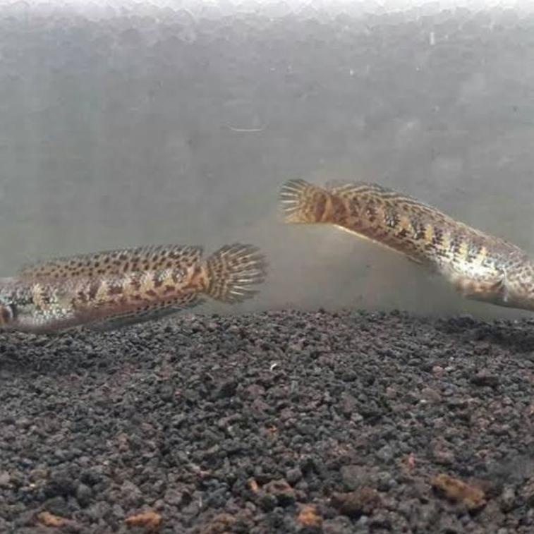 [Art. 768Q] real baby channa auranti 4-5cm (cb)  full pelet, dot sudah keliat,free stiker