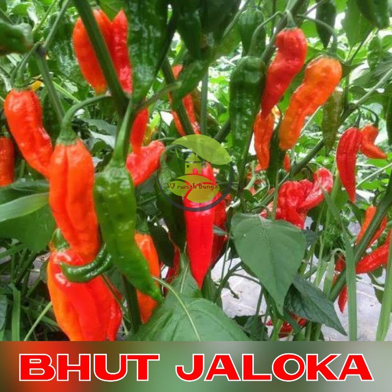 Benih bibit cabai Bhut jaloka cabe bhut jaloka