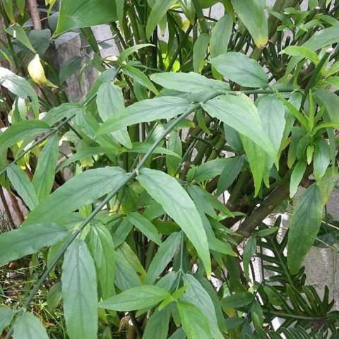 

Daun belalai gajah - daun kalingsir segar 500 gram