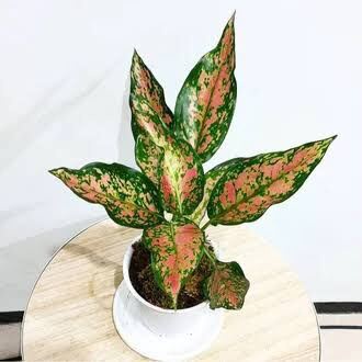 Tanaman hias aglonema ruby garuda batik - Pohon aglonema mewah ruby garuda - Tanaman hias indoor