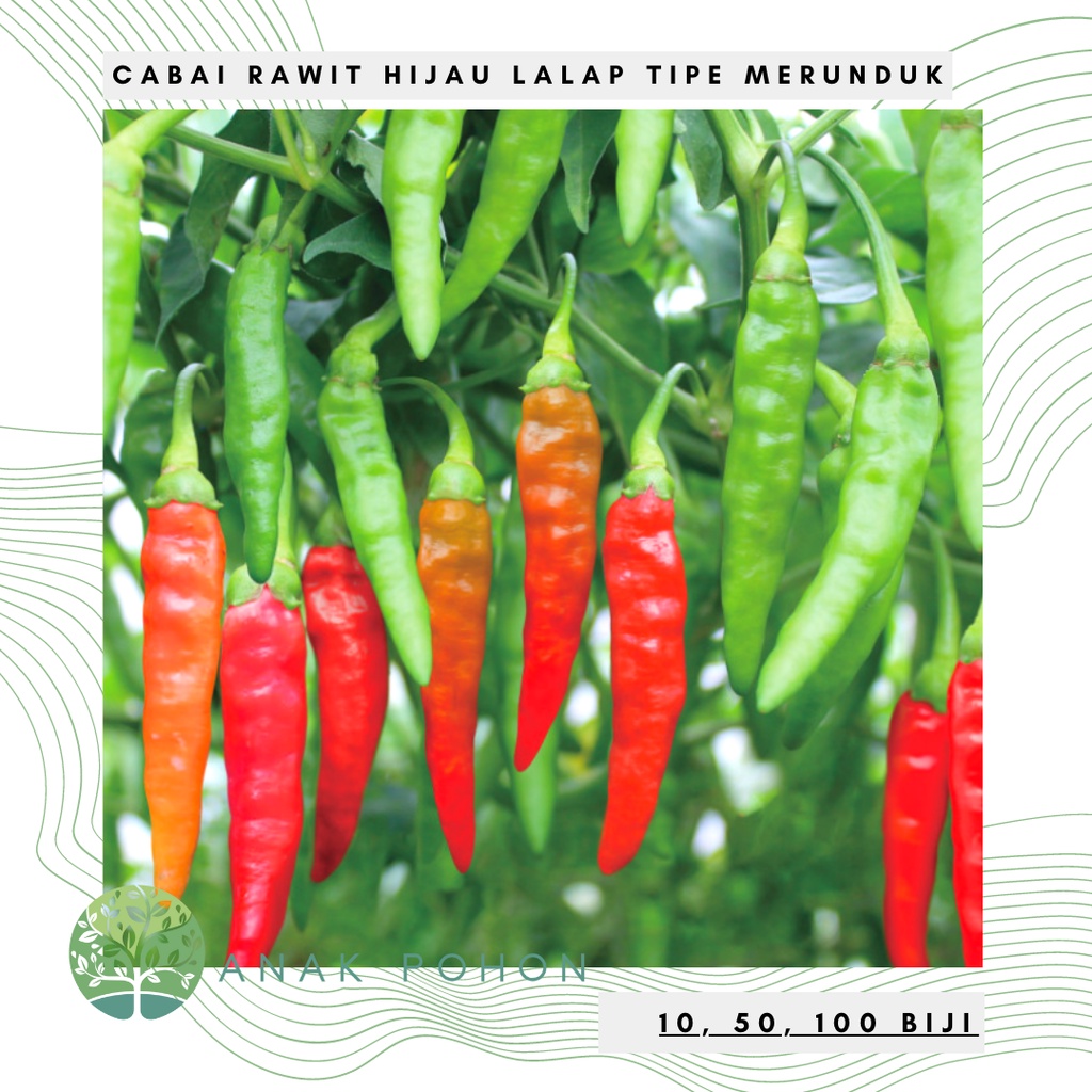 Benih Bibit Biji - Cabai Rawit Hijau Tipe Merunduk F1 Lalapan Cabe Lombok Lalap Cigitan Seeds