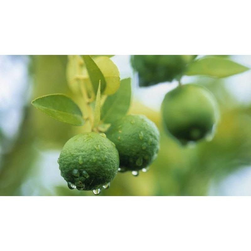 

boster jeruk segala jenis jeruk 250g