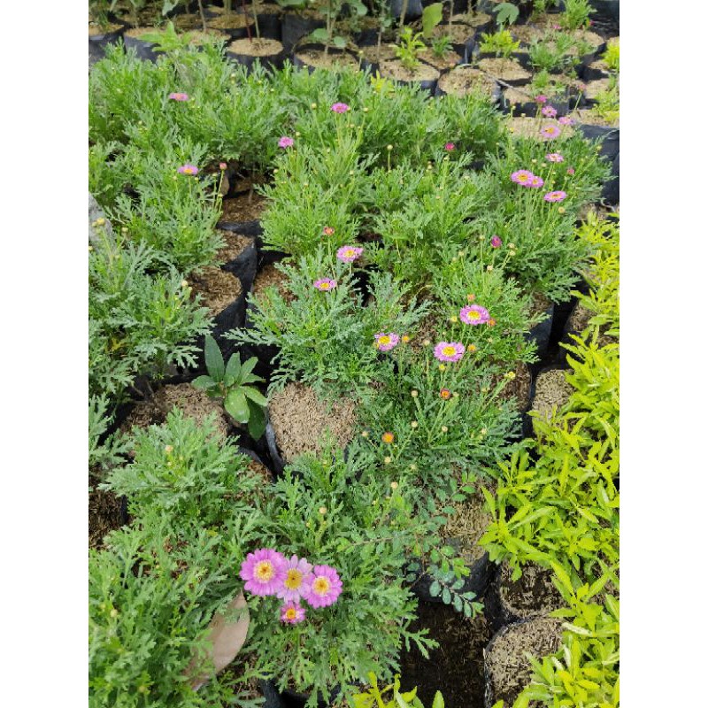 Tanaman Hias Kenikir Cosmos Daisy / Kenikir Pink Pohon Hidup - TitipBibit